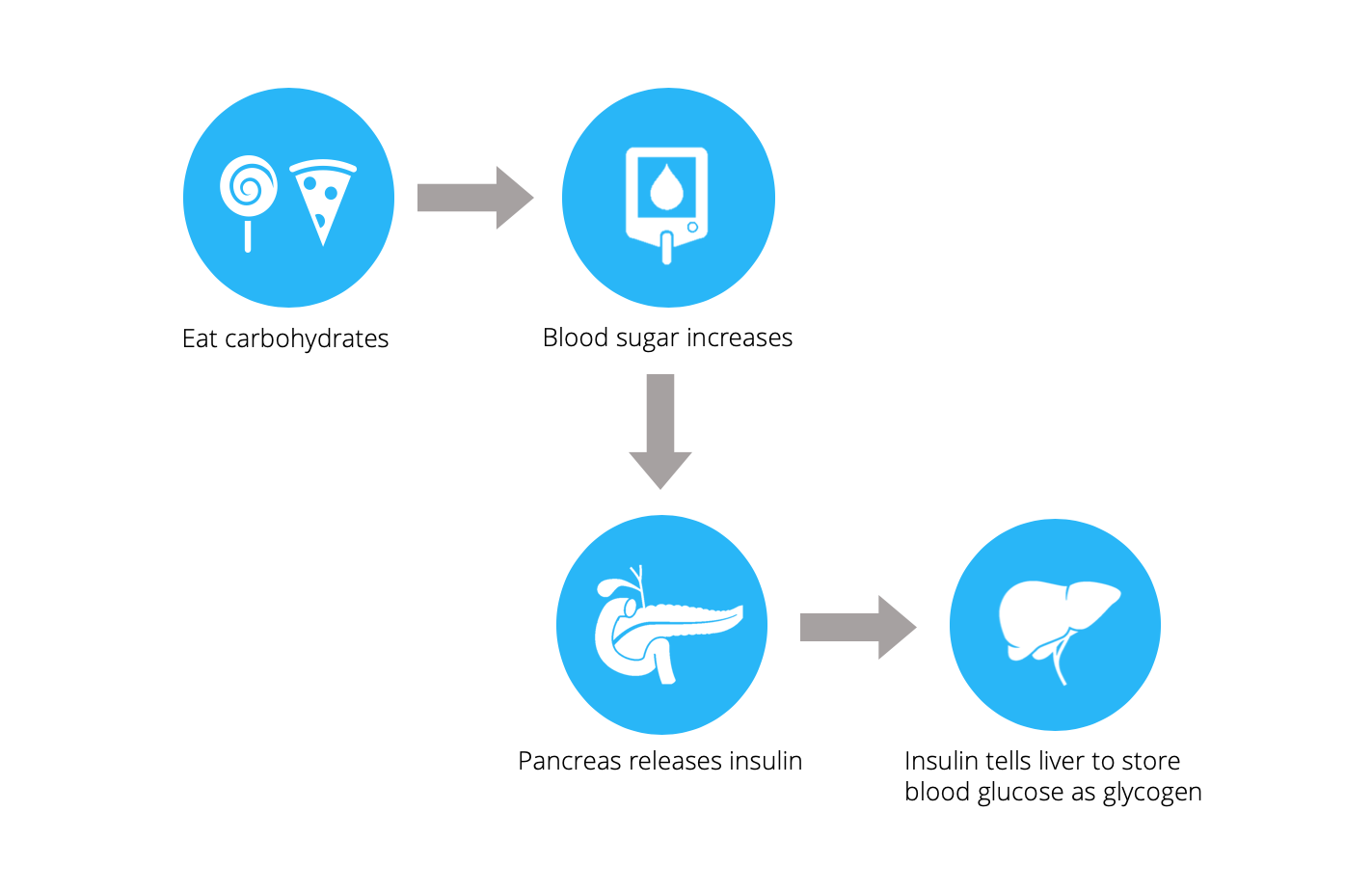 How our body responds when we eat a high sugar meal.