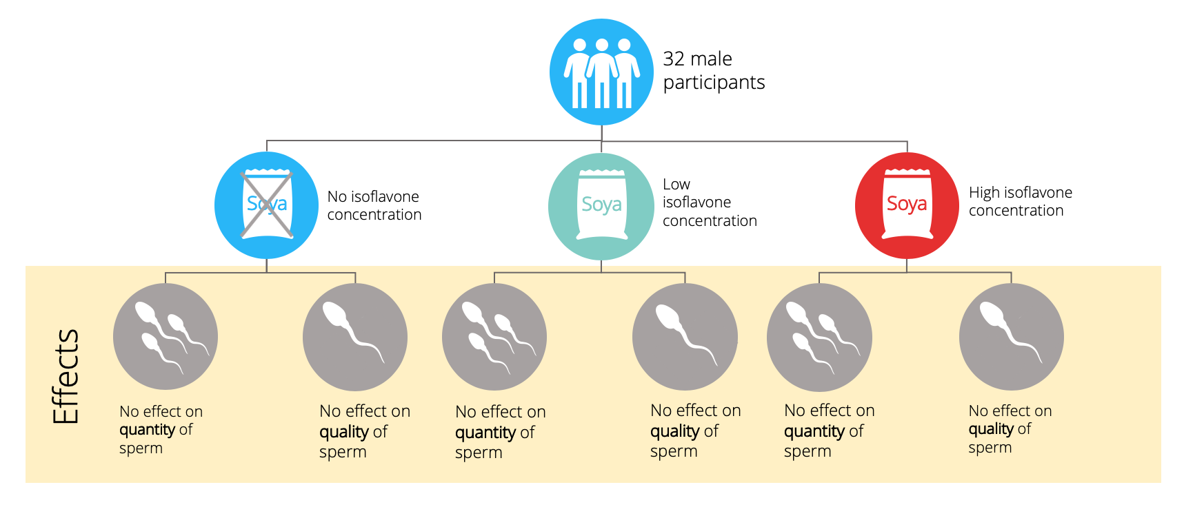 Illustration of the clinical trial that shows no effect of isoflavone supplementation on sperm quantity and quality.