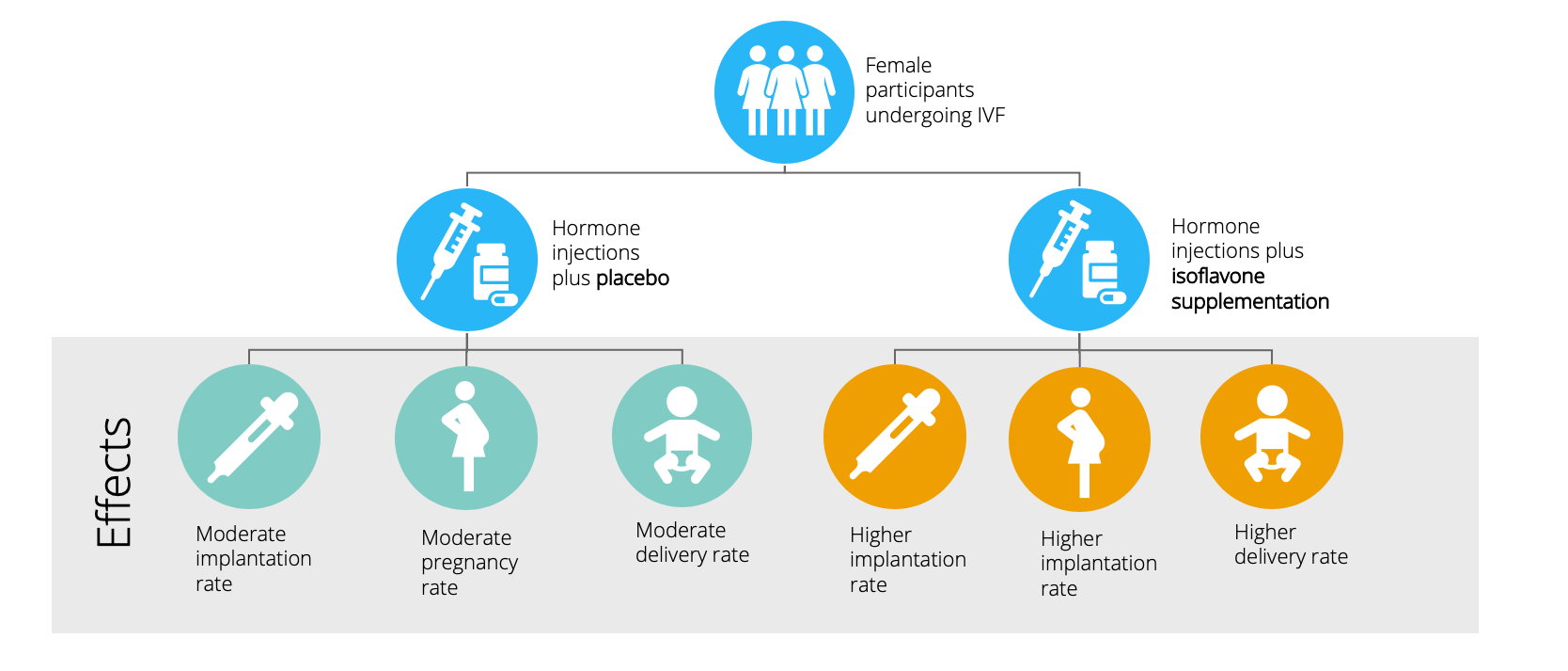 Illustration of a clinical trial that showed the effect of isoflavone supplementation on IVF success. 