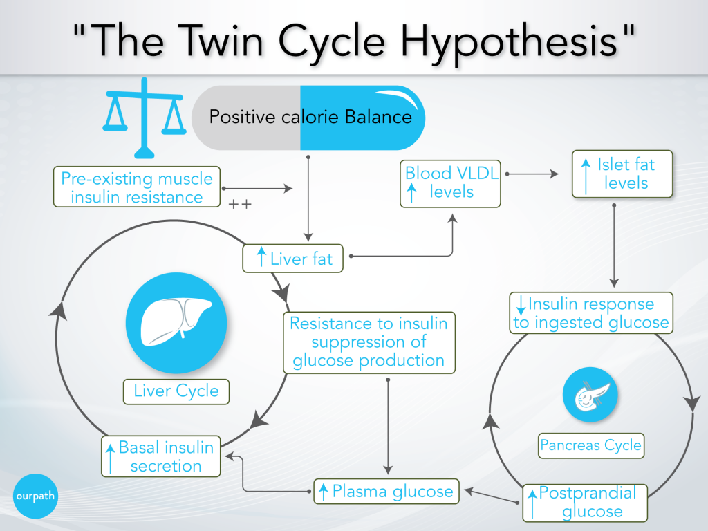 Diagram of the twin cycle hypothesis.