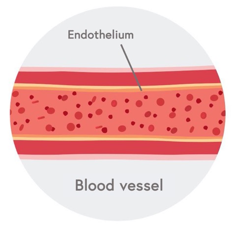 Cartoon of blood vessel showing the endothelium layer