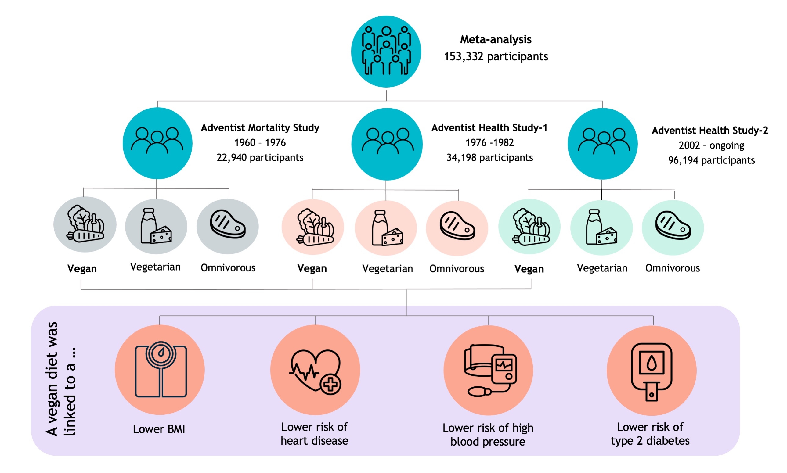 Infographic showing the results of the Adventist studies - that vegans had a lower BMI and risk of chronic diseases