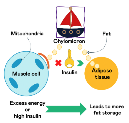 Insulin and the personal fat threshold Weight loss tips
