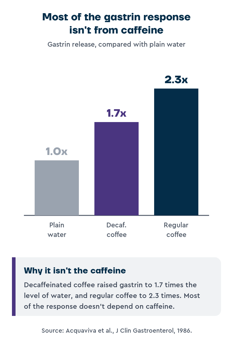 Bar chart of gastrin release after drinking coffee, measured relative to plain water. Plain water is 1.0 times, decaffeinated coffee 1.7 times, and regular coffee 2.3 times. Decaffeinated coffee raises gastrin almost as much as regular coffee, showing the response is mostly not driven by caffeine.