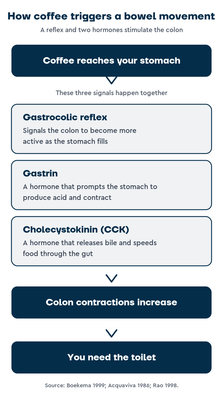 Flow diagram showing how coffee triggers a bowel movement. Coffee reaches the stomach and triggers three signals at once: the gastrocolic reflex, which makes the colon more active; gastrin, a hormone that makes the stomach produce acid and contract; and cholecystokinin (CCK), a hormone that releases bile and speeds food through the gut. Together these increase colon contractions, leading to needing the toilet.