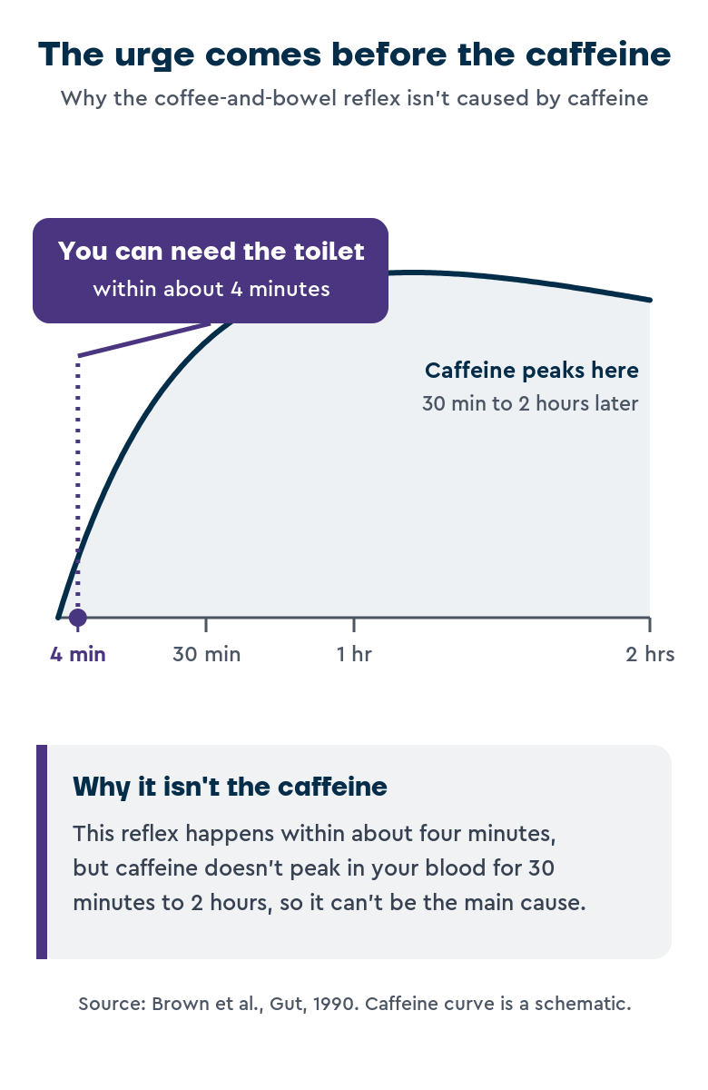Timeline showing that the urge to have a bowel movement can arrive within about four minutes of drinking coffee, while caffeine levels in the blood do not peak until 30 minutes to 2 hours later. Because the reflex happens long before caffeine is absorbed, caffeine cannot be the main cause.